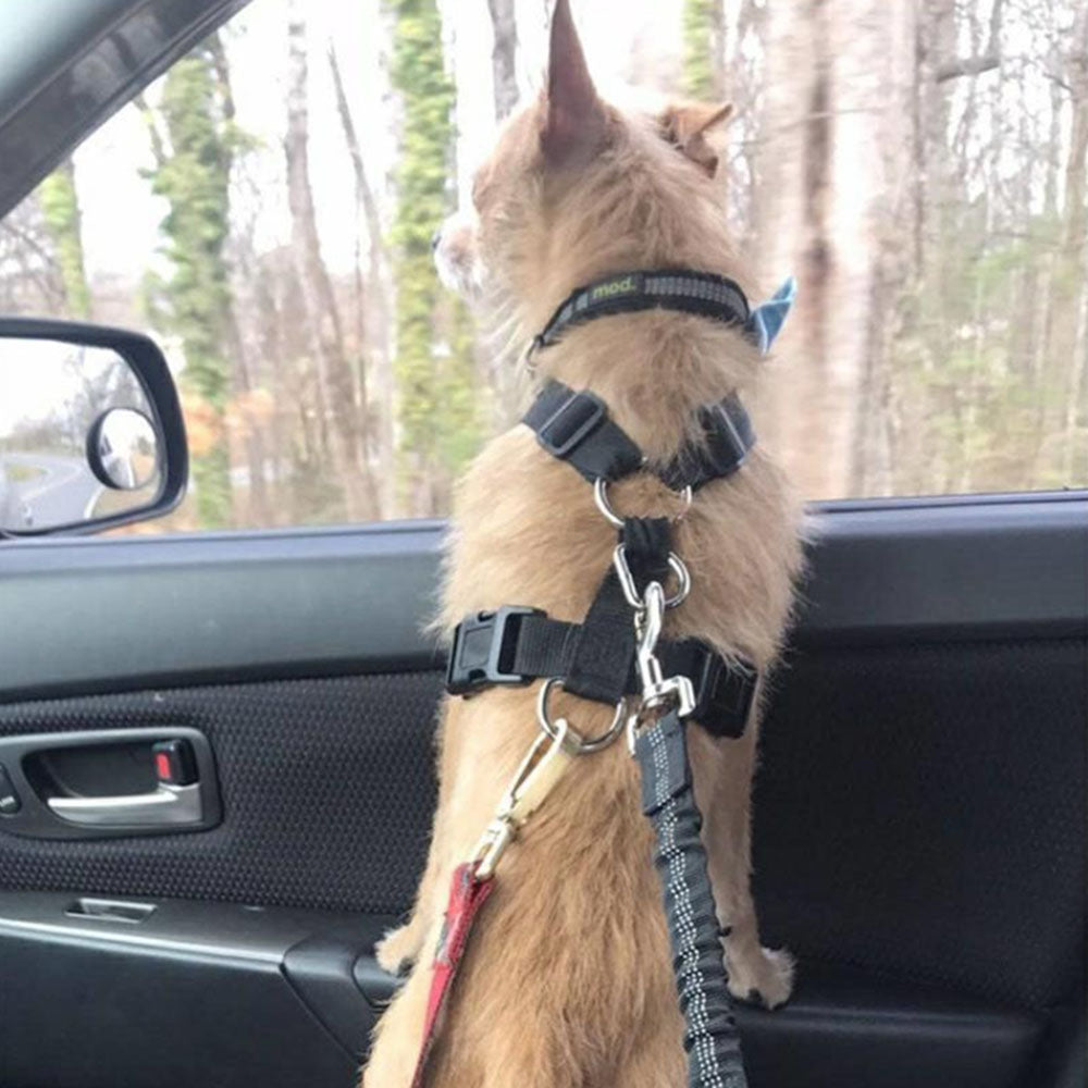 Adjustable dog seatbealt